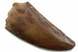Serrated Raptor Tooth - Real Dinosaur Tooth #376381-1